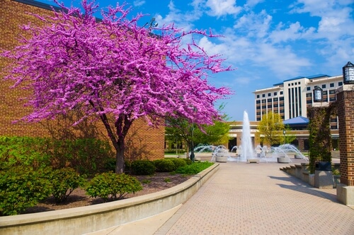 Indiana State University - 30 Online Bachelor’s in Human Resources