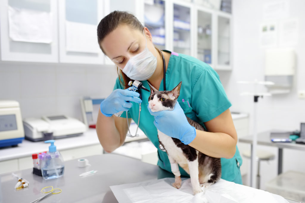 An image of a veterinarian for our FAQ about Best Degree Path to Becoming a Veterinarian