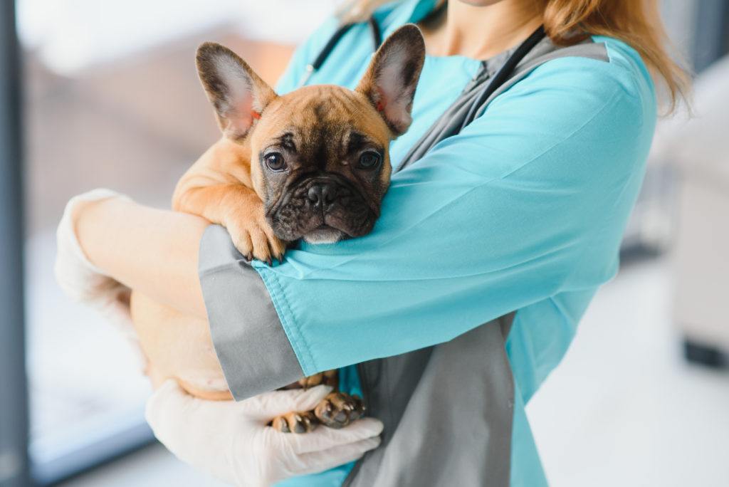 An image of a veterinarian for our FAQ about the Best Degree Path to Become a Veterinarian