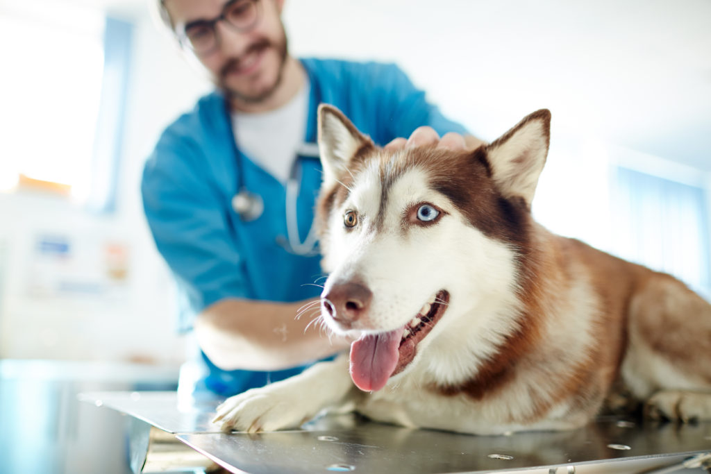 An image of a veterinarian for our FAQ about Best Degree Path to Becoming a Veterinarian