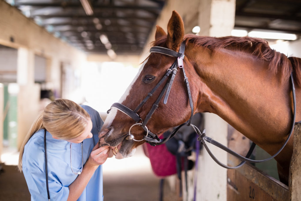 An image of a veterinarian for our FAQ about Best Degree Path to Becoming a Veterinarian