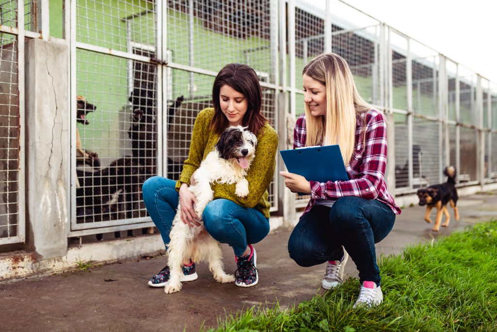 An image of animal care workers for our FAQ on What’s the Best Degree Path to Becoming an Animal Care Worker