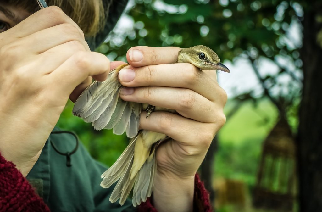 An image of a zoologist for our FAQ on What Is the Best Degree Path for Becoming a Zoologist