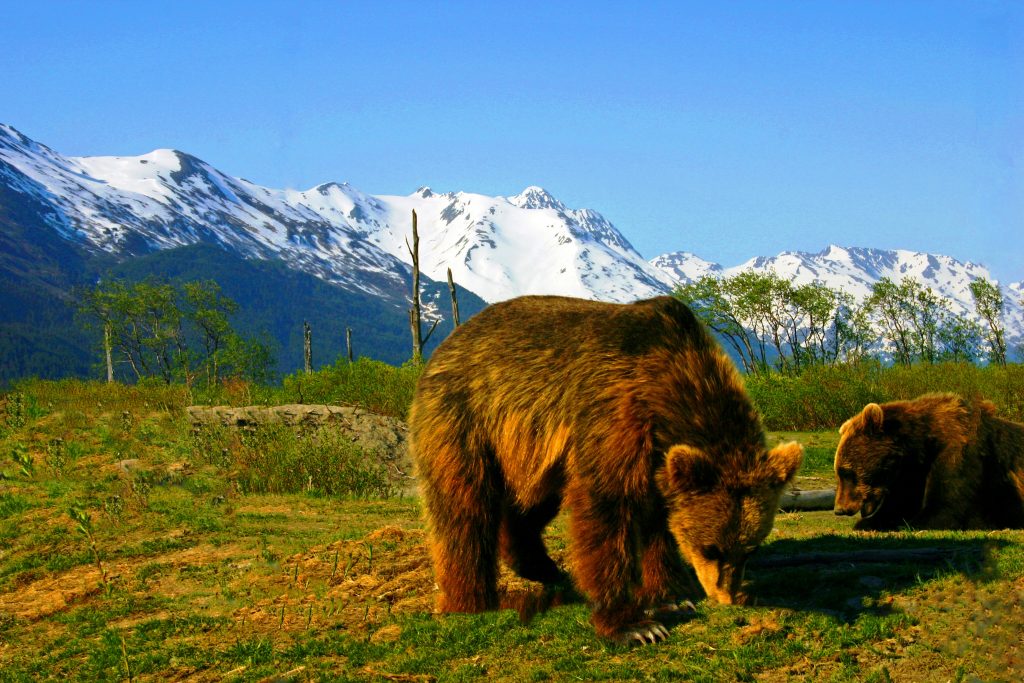 An image of brown bears for our article on the 25 Best Zoology Degree Online Programs for Animal Lovers