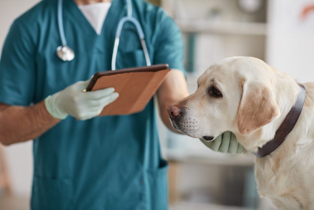 An image of a veterinarian and dog for our article on 25 Best Zoology Degree Online Programs