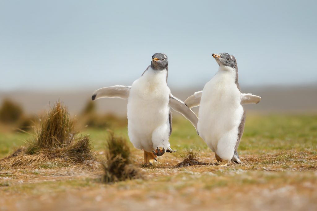 An image of penguins for our article on the 25 Best Zoology Degree Online Programs for Animal Lovers