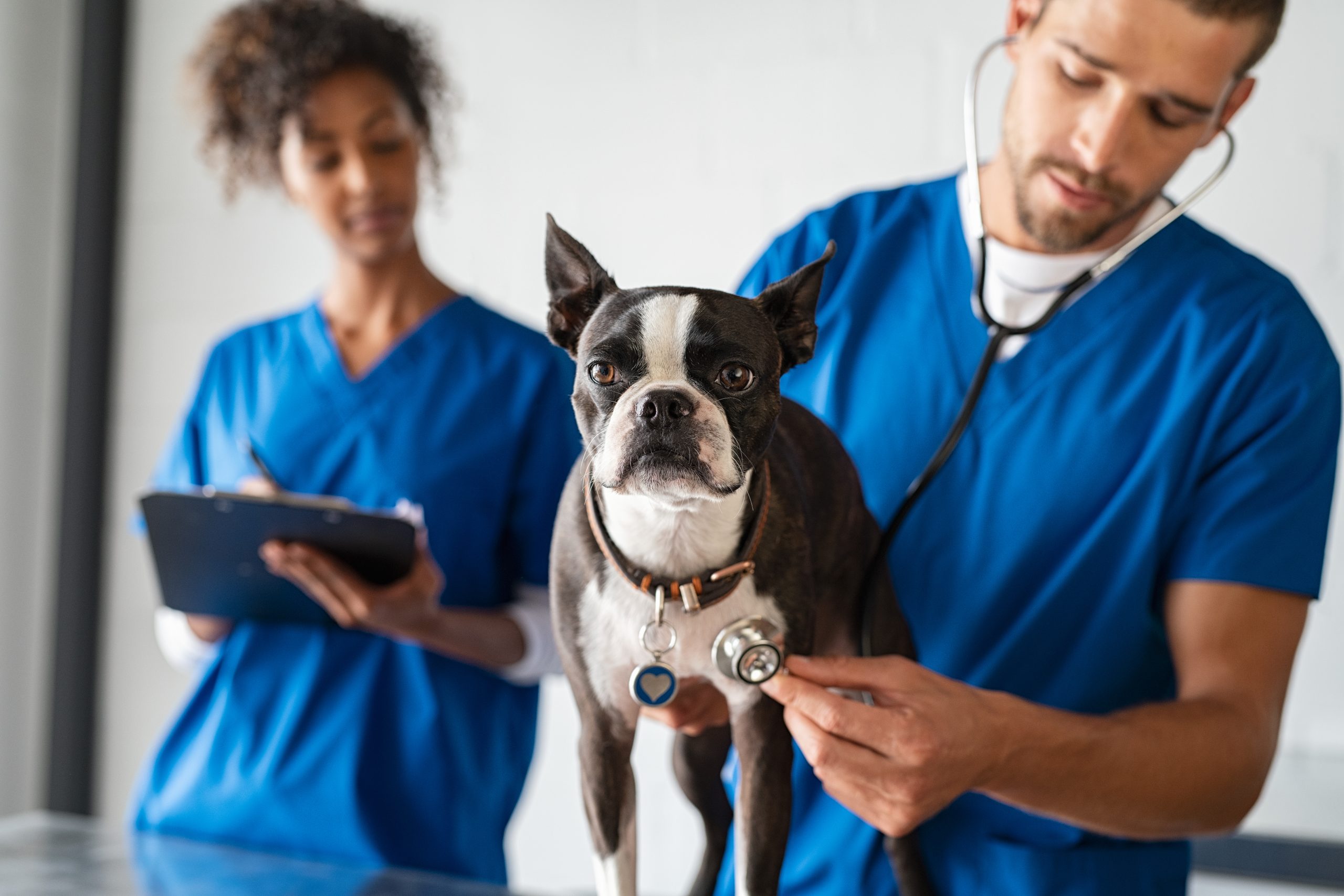 Image of veterinarians for our FAQ on Best degree for veterinarian schools